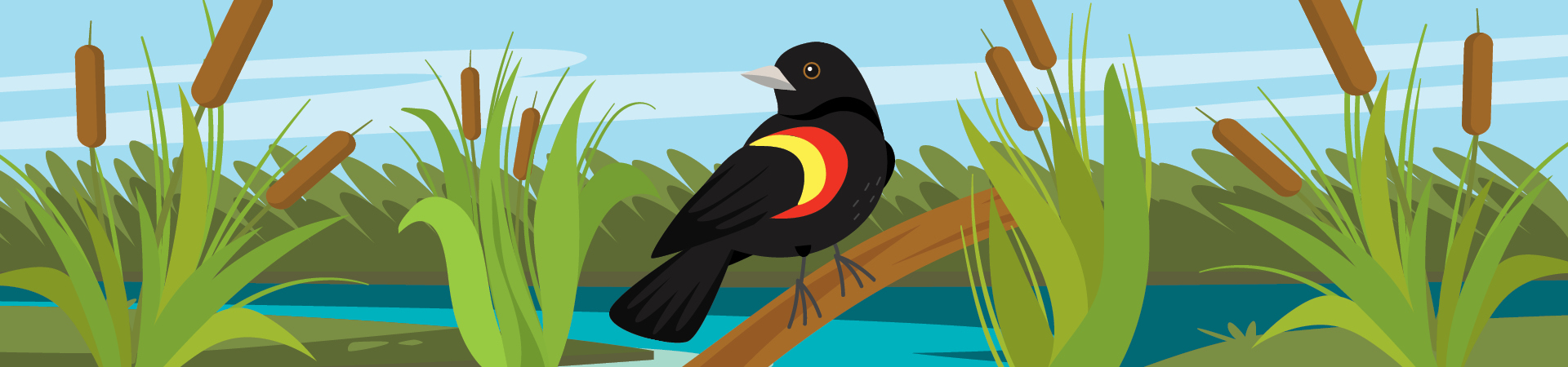  illustration of a red-winged blackbird in a marsh, the 2025 Early Bird 