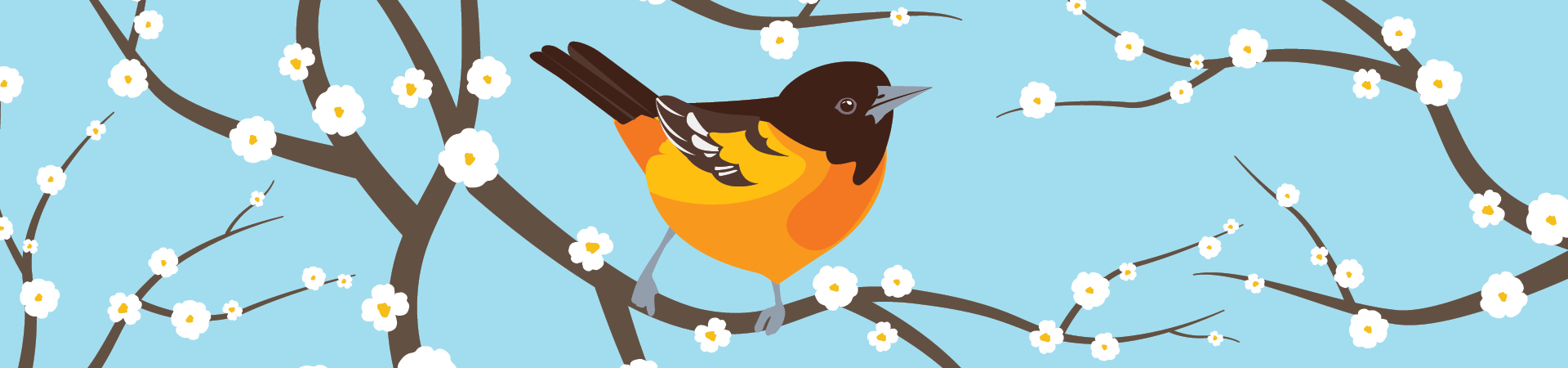  illustration of a oriole on budding branches, the 2026 Early Bird 