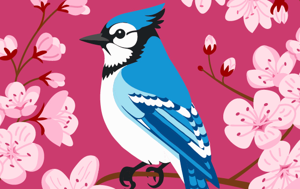A Blue Jay against cherry blossoms